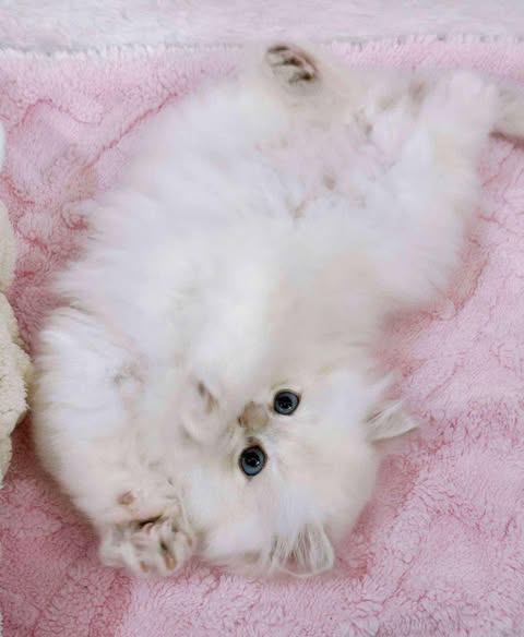 British Longhair