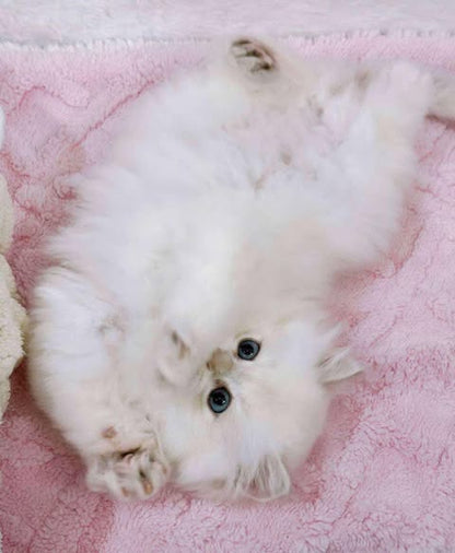 British Longhair