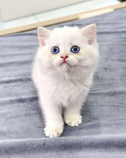 British Shorthair