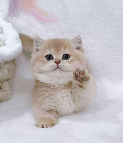 Munchkin