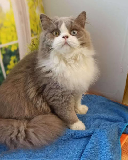 British Longhair