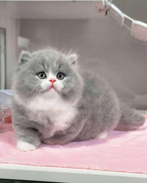 Munchkin Longhair