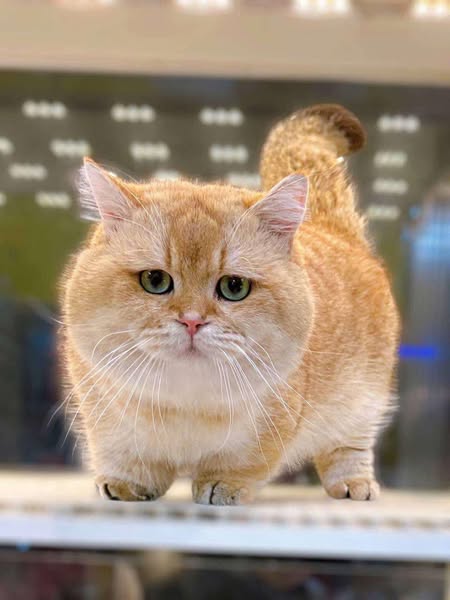 British Shorthair