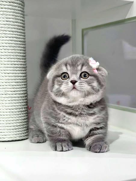Munchkin Fold