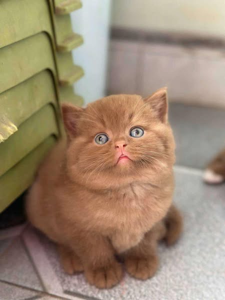 British Shorthair