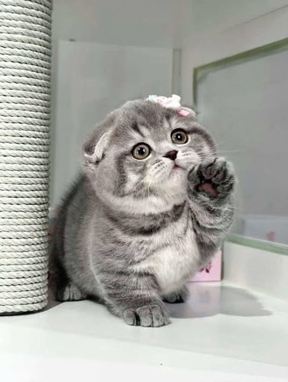Munchkin Fold