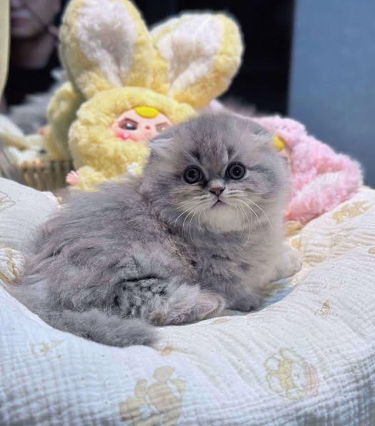 Munchkin Fold Longhair