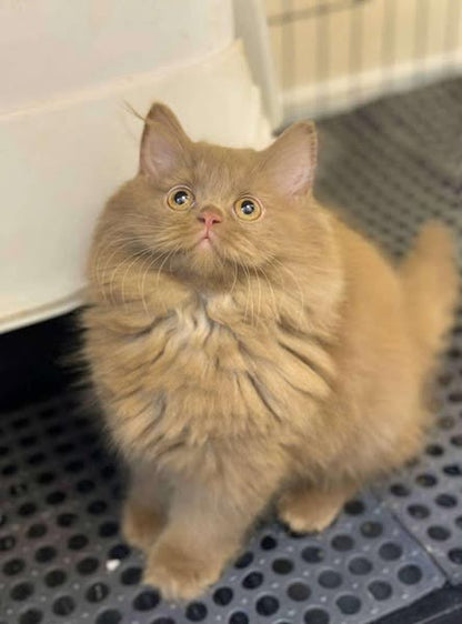 British Longhair