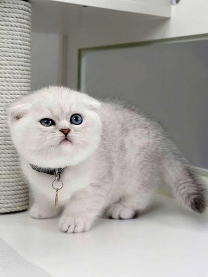 Scottish Fold