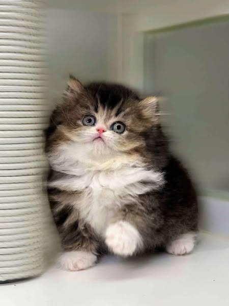 British Longhair