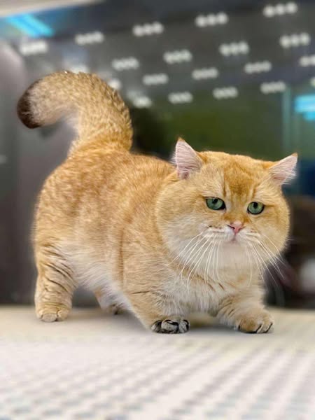British Shorthair