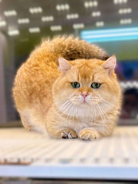 British Shorthair