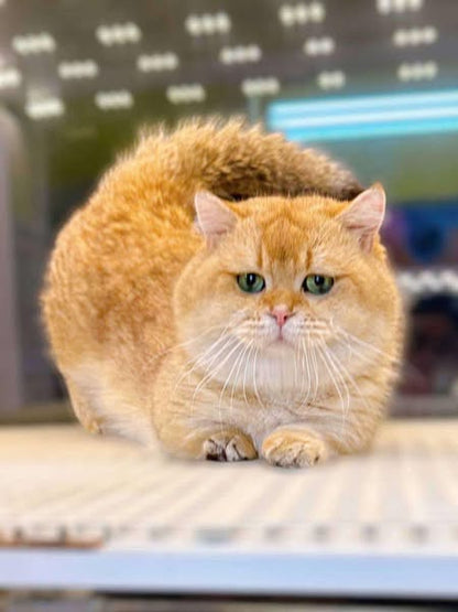 British Shorthair