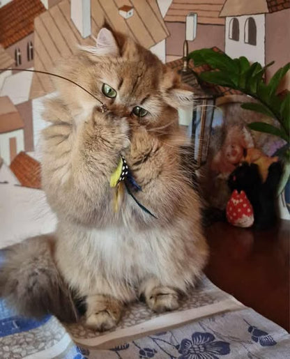 British Longhair