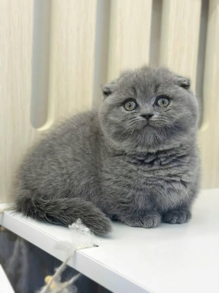Munchkin Fold