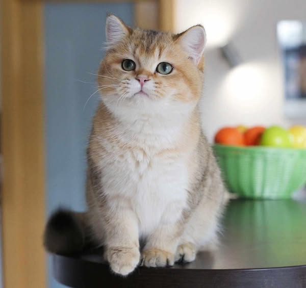 British Shorthair
