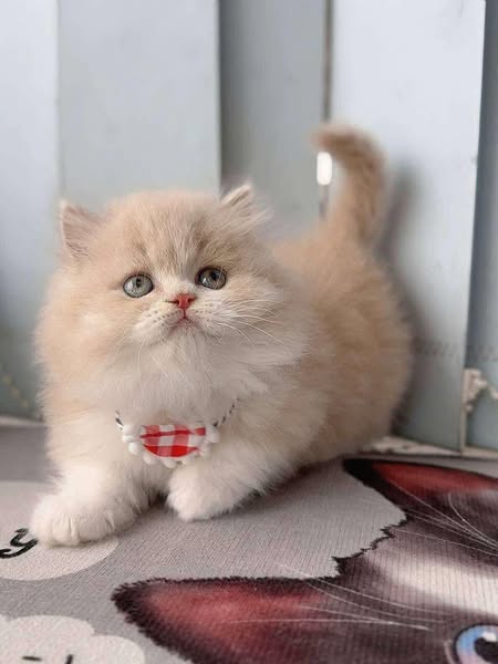 Munchkin Longhair