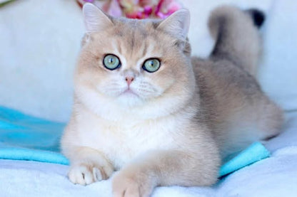 British Shorthair
