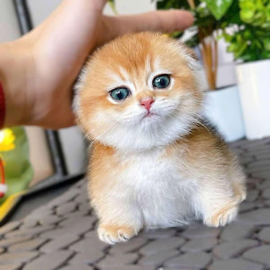 Munchkin Fold