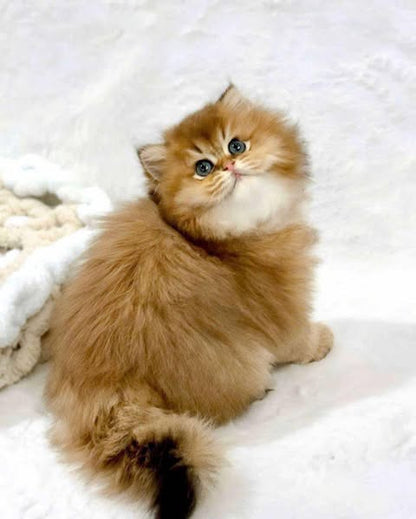 Scottish Fold Longhair