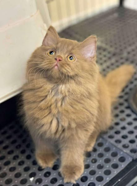 British Longhair