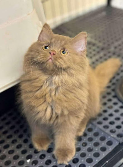 British Longhair