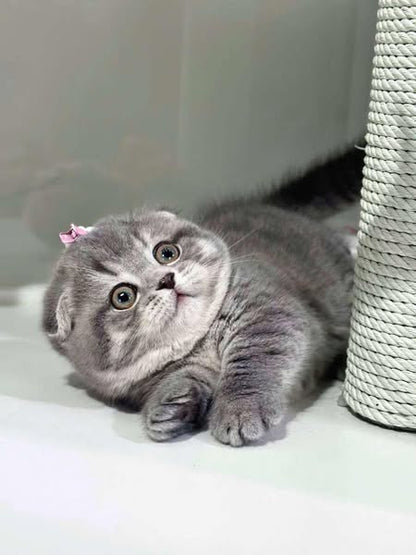 Munchkin Fold