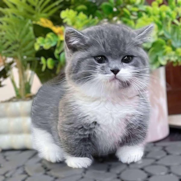 Munchkin