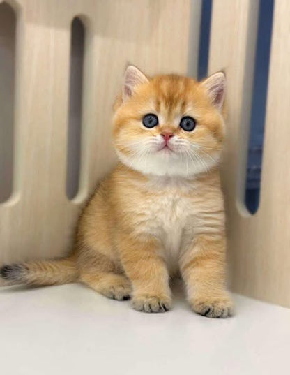 British Shorthair