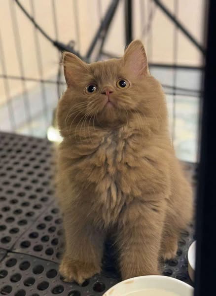 British Longhair