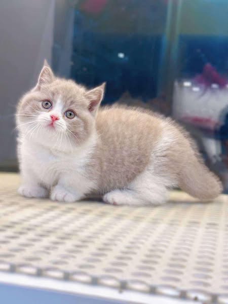 Munchkin