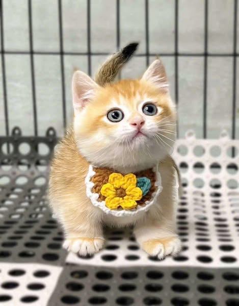 Munchkin