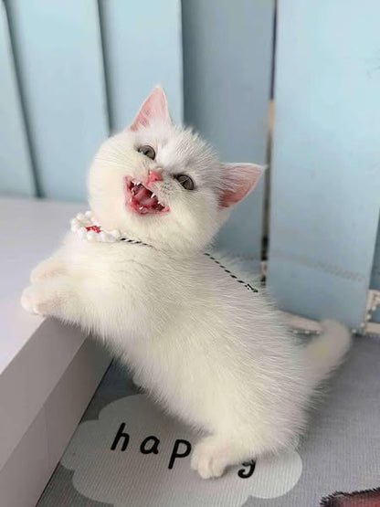 Munchkin