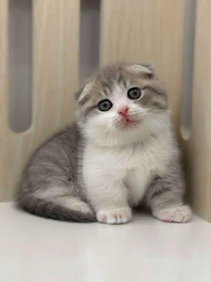 Munchkin Fold