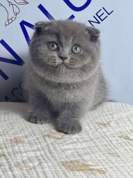 Scottish Fold