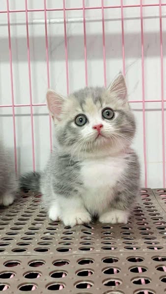 Munchkin