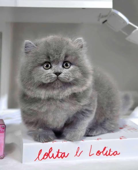 Munchkin Longhair