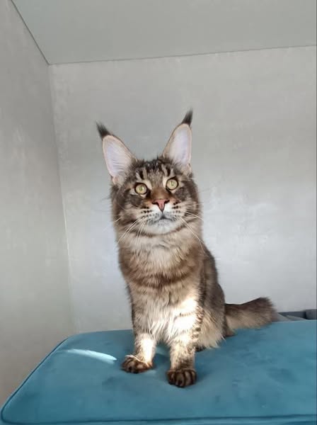 Maine Coon