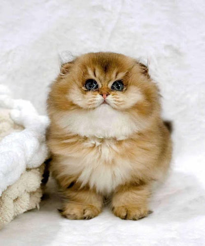 Scottish Fold Longhair