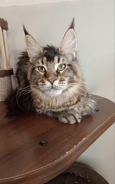 Maine Coon