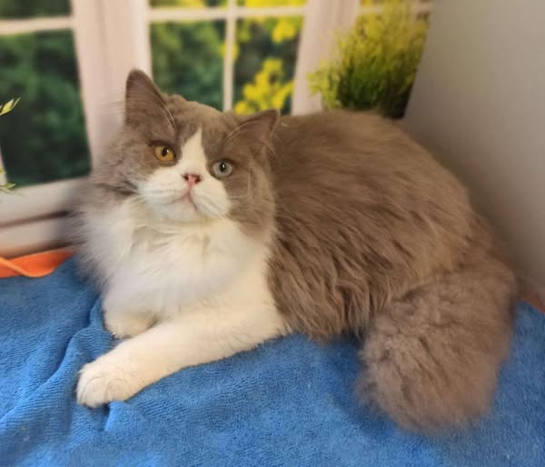 British Longhair
