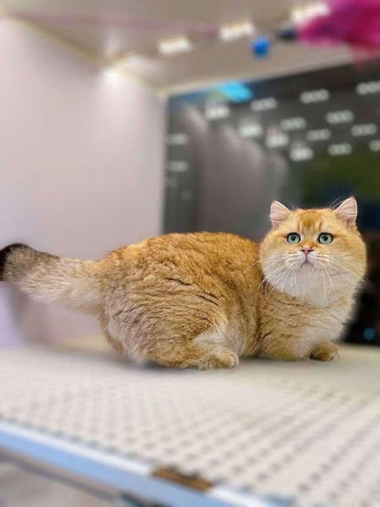 British Shorthair