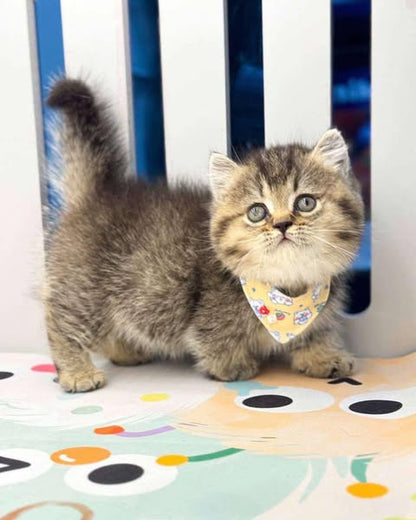 Munchkin