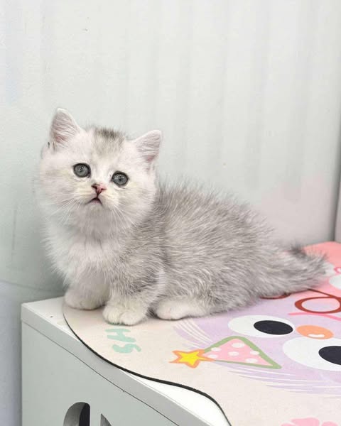 Munchkin