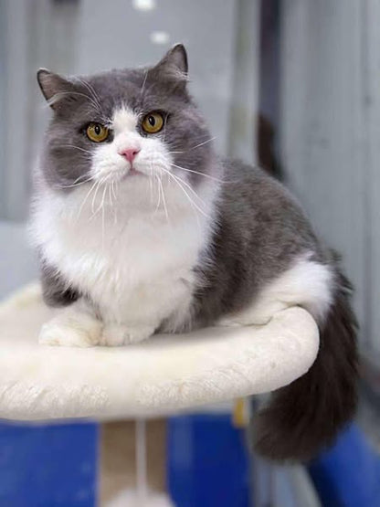 Munchkin Longhair