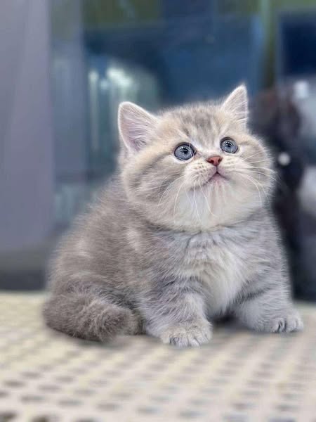 Munchkin
