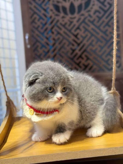 Scottish Fold