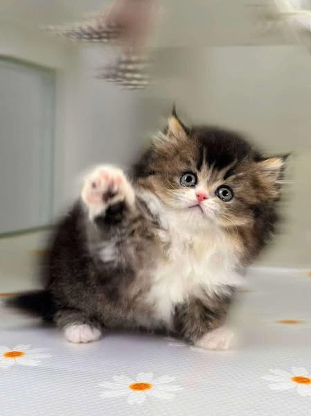 British Longhair