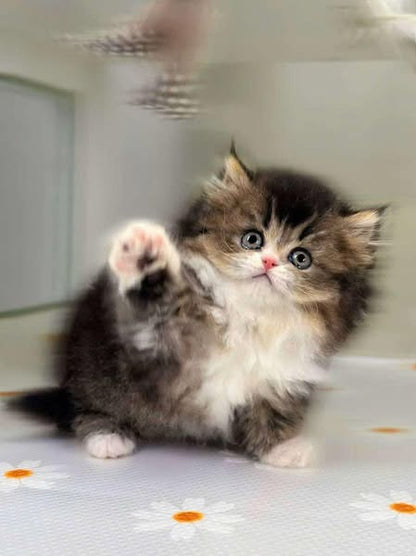 British Longhair