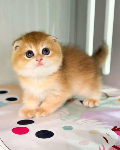 Scottish Fold
